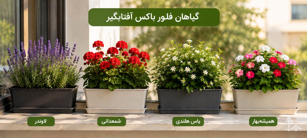 گیاهان فلاور باکس آفتابگیر