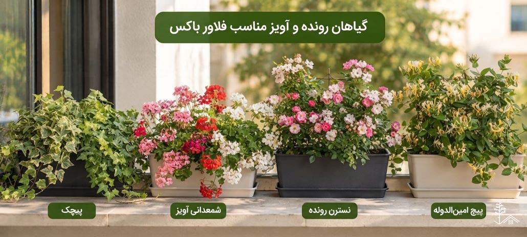 گیاهان رونده و آویز مناسب فلاور باکس
