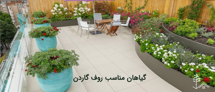 گیاهان مناسب روف گاردن گیاهان مناسب روف گاردن